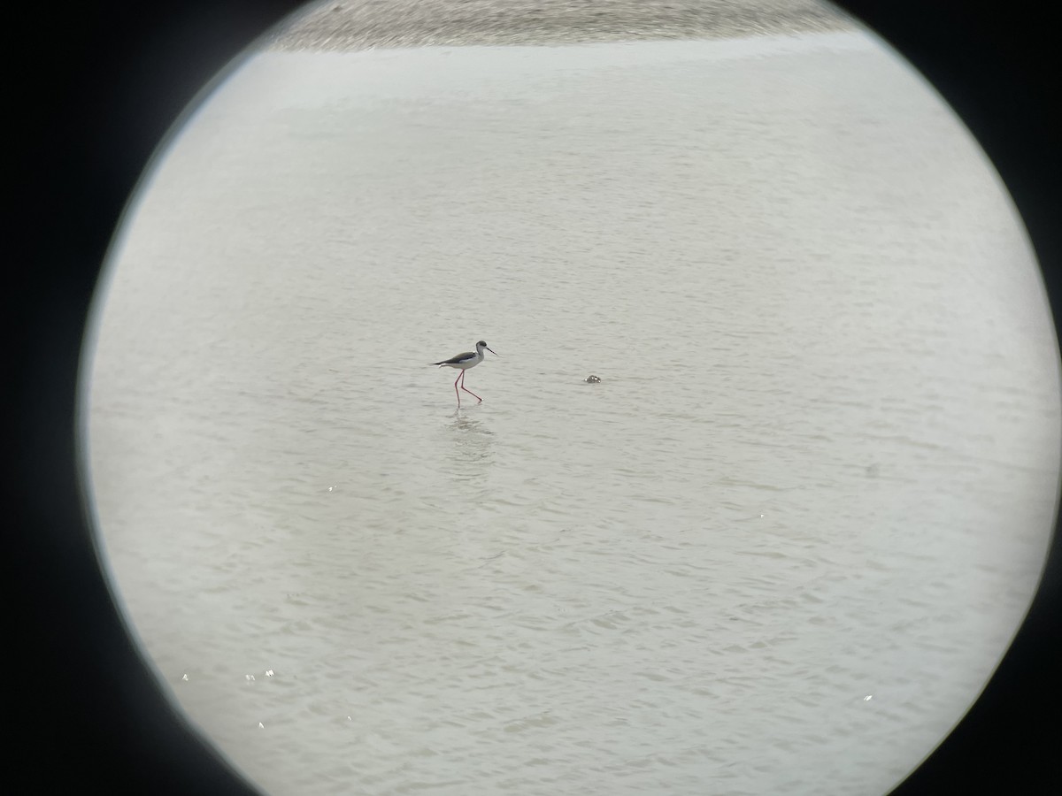 Black-winged Stilt - ML435137731