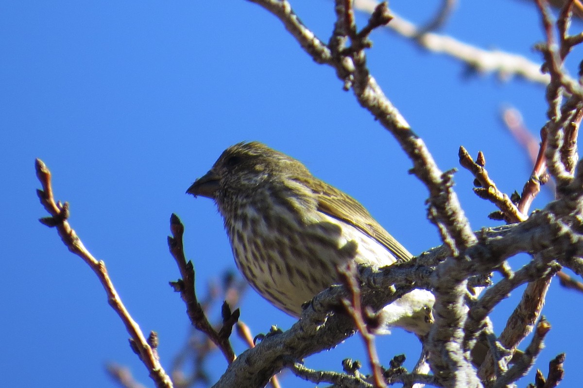 Purple Finch - ML43513901