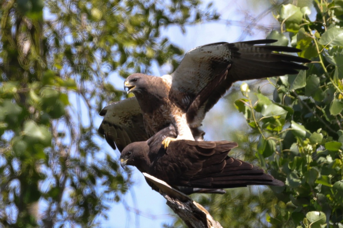 Swainson's Hawk - Joseph Ryan