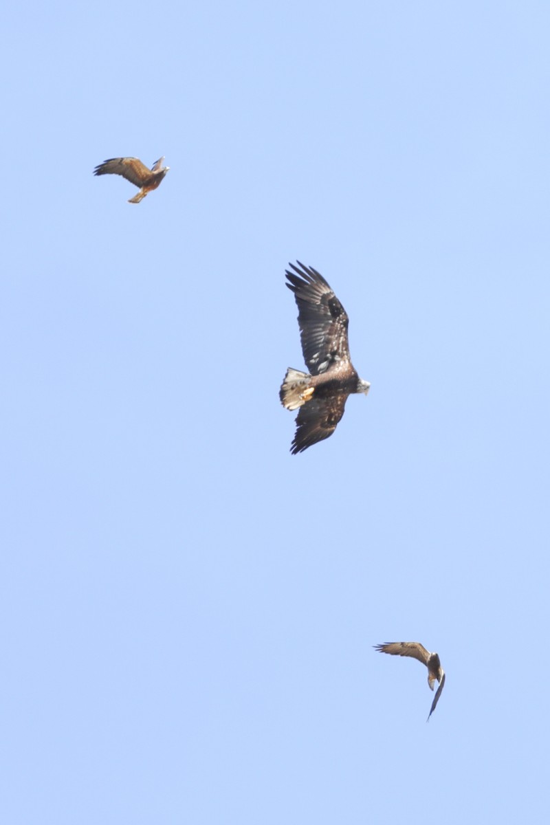 Swainson's Hawk - Joseph Ryan