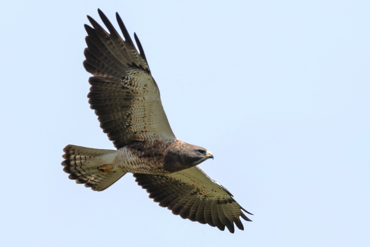 Swainson's Hawk - Joseph Ryan