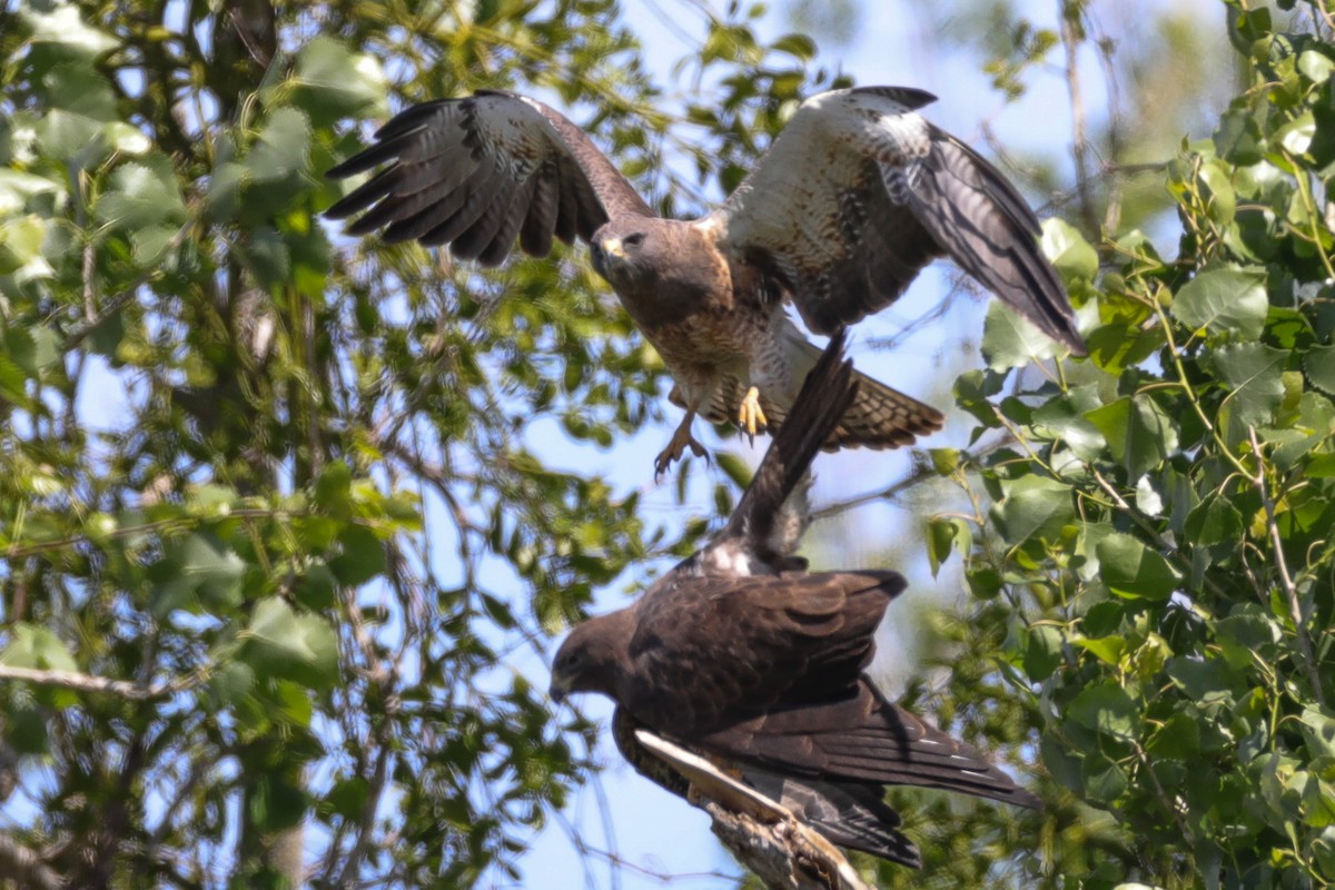 Swainson's Hawk - ML435139101