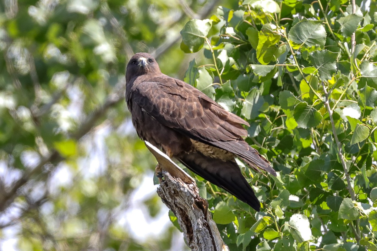 Swainson's Hawk - Joseph Ryan