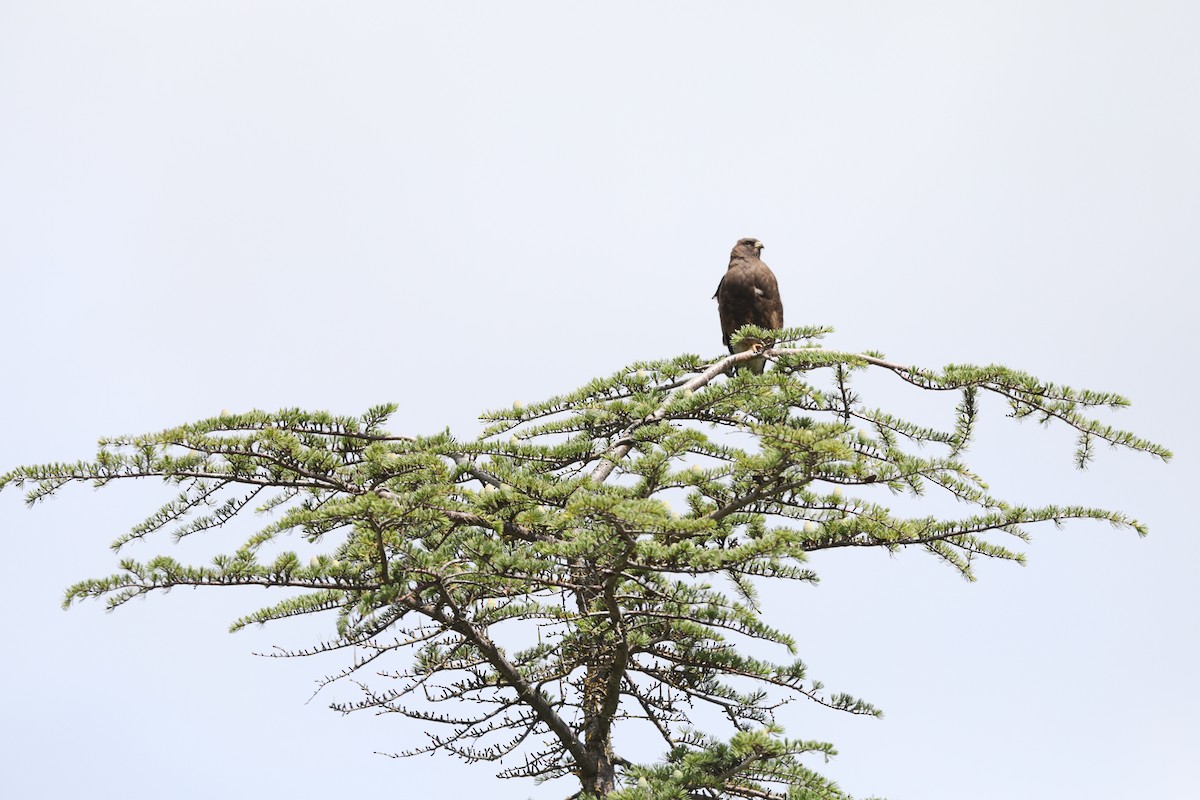 Swainson's Hawk - Joseph Ryan