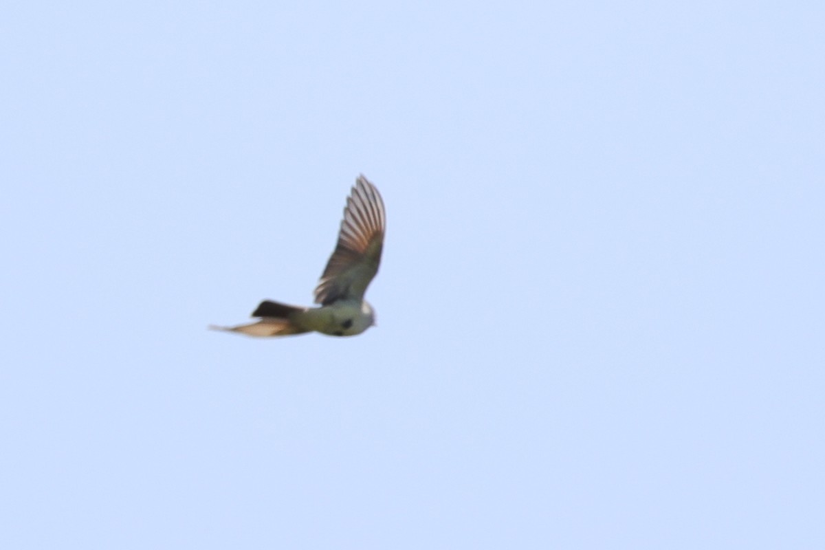 Ash-throated Flycatcher - ML435139851