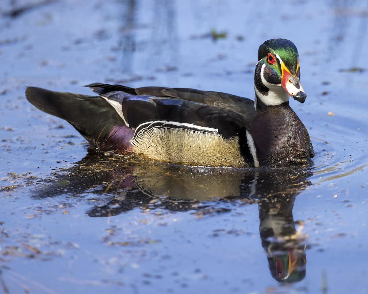 Wood Duck - Anonymous