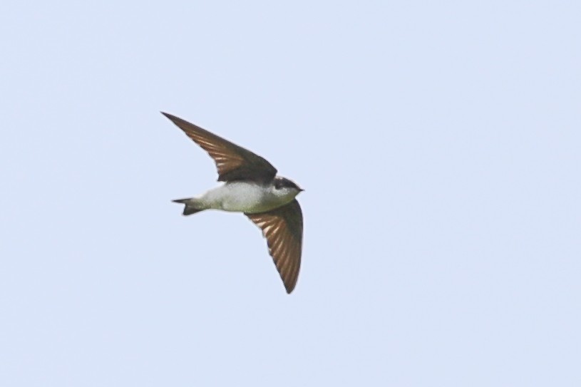 Tree Swallow - Joseph Ryan