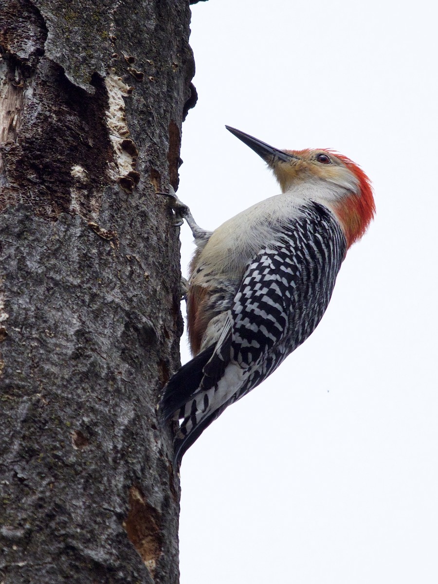 Red-bellied Woodpecker - ML435140891