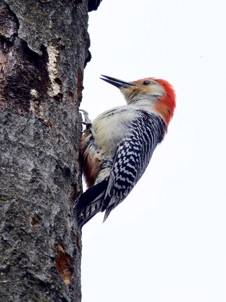 Red-bellied Woodpecker - ML435140911
