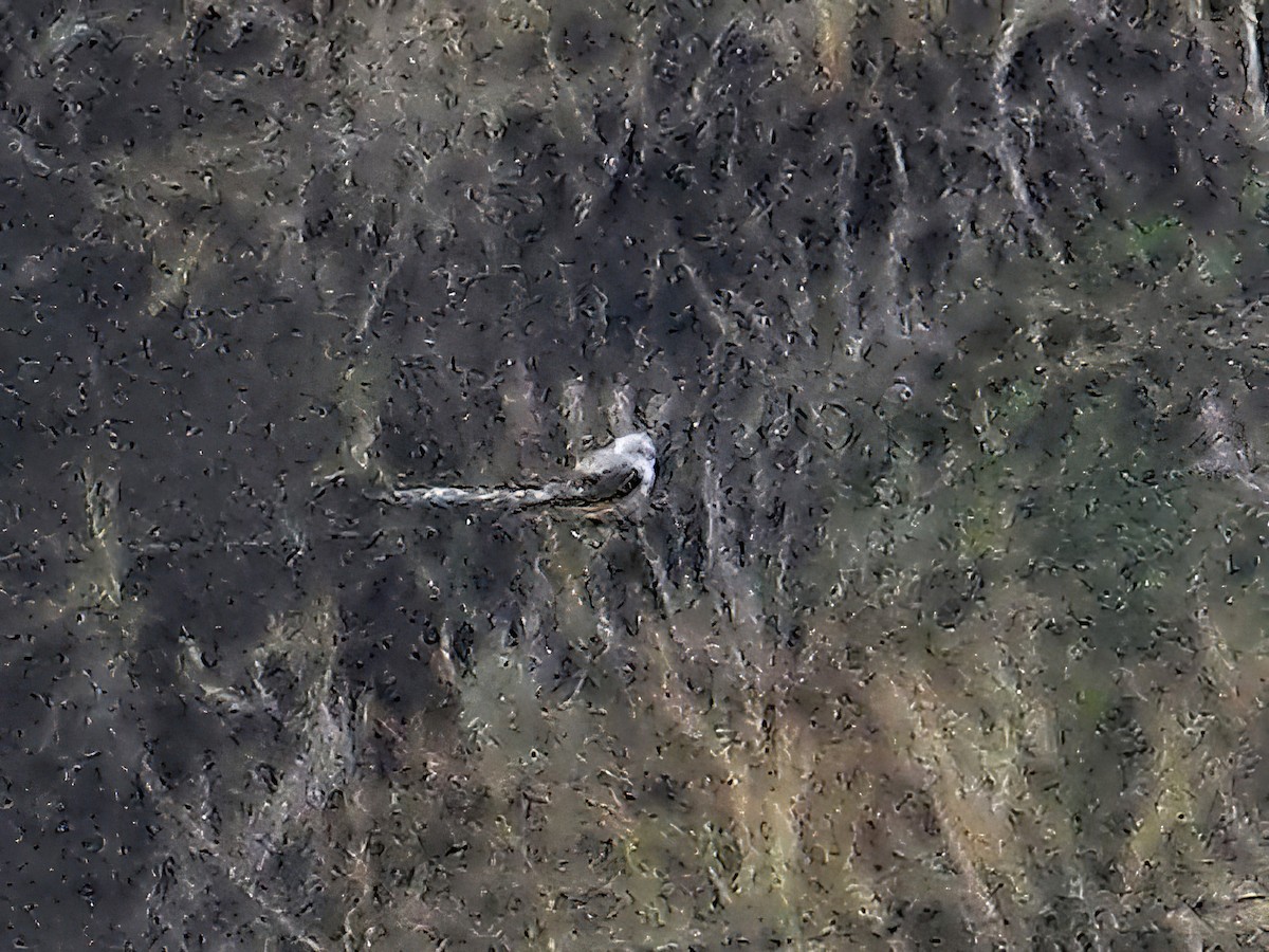 Scissor-tailed Flycatcher - ML435141441