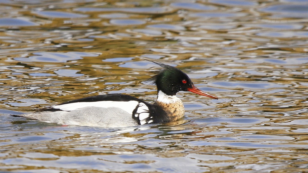 Red-breasted Merganser - ML435143601