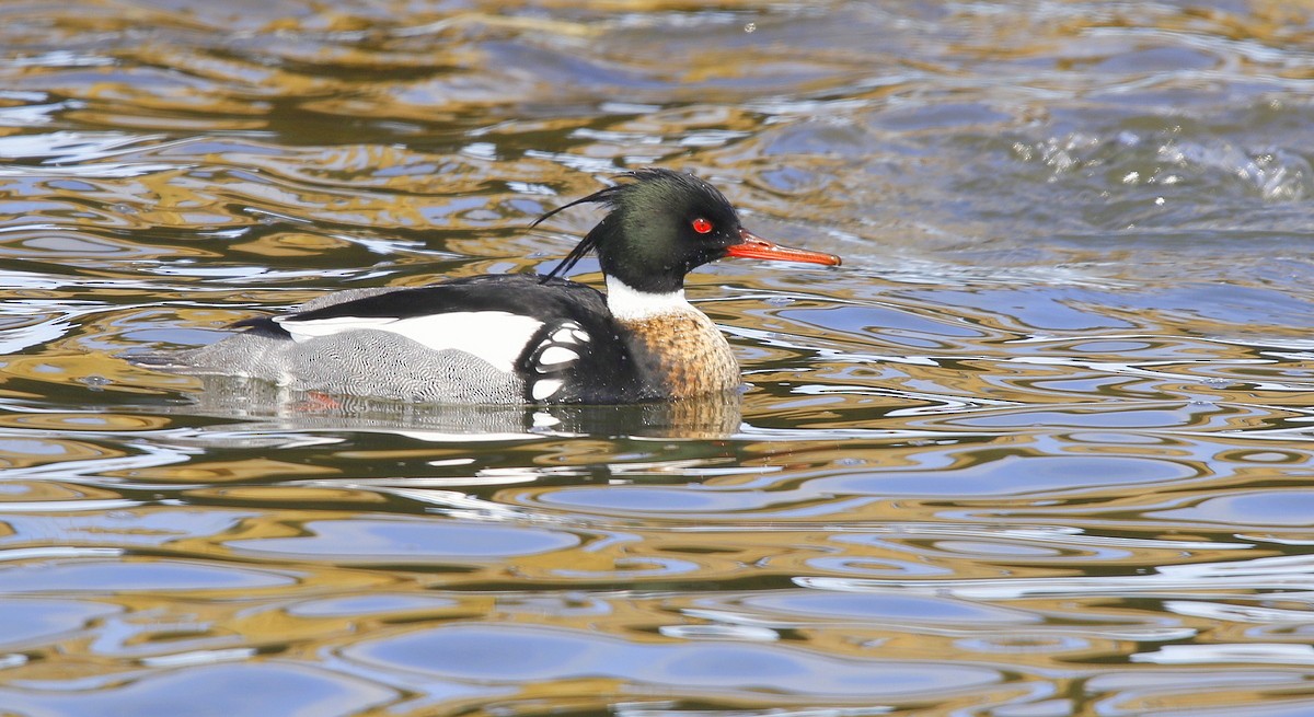 Red-breasted Merganser - ML435143771