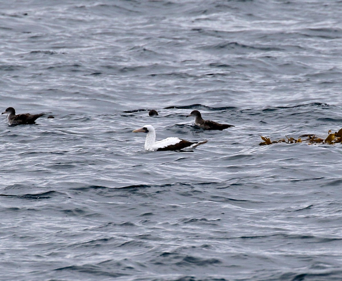 Nazca Booby - Alison Hiers