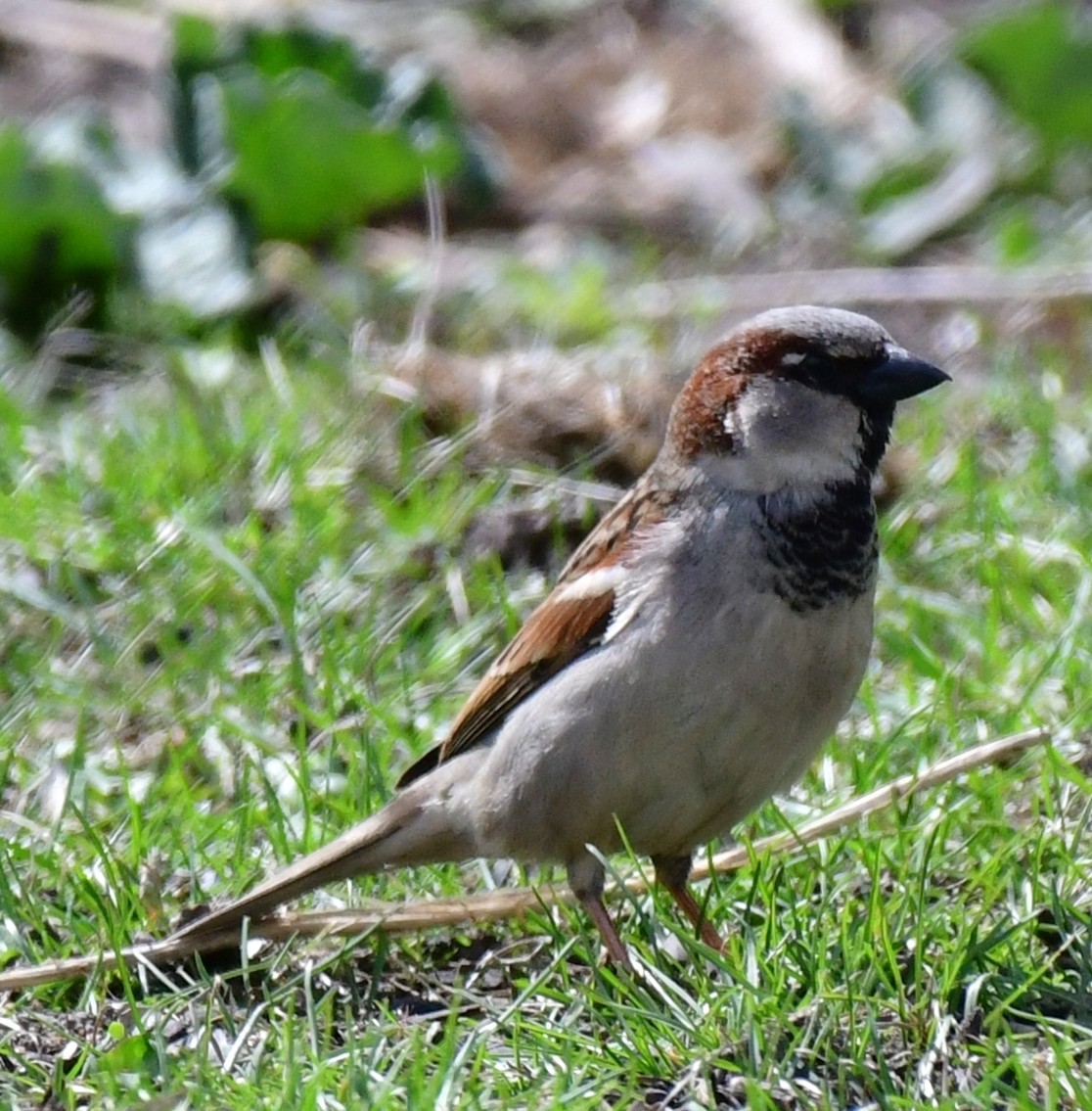 House Sparrow - ML435144941