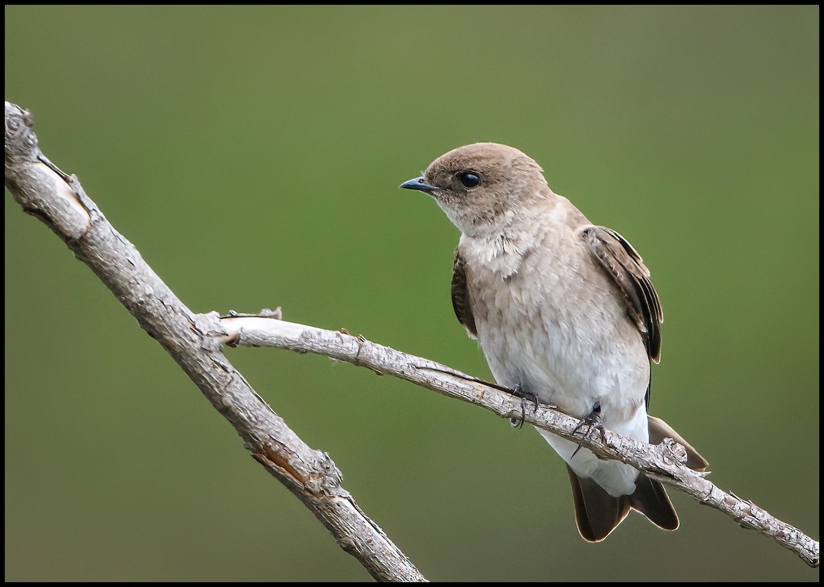 Northern Rough-winged Swallow - ML435144961