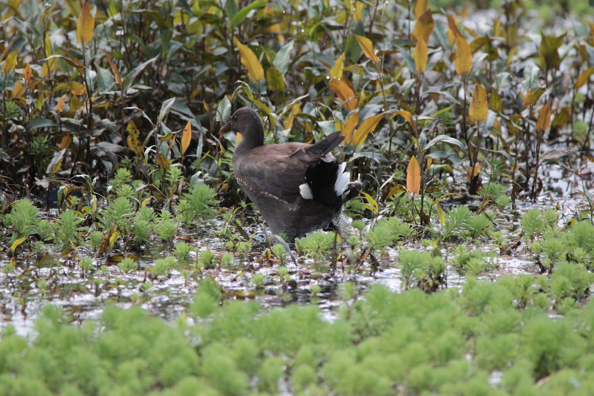 Dusky Moorhen - ML435145761