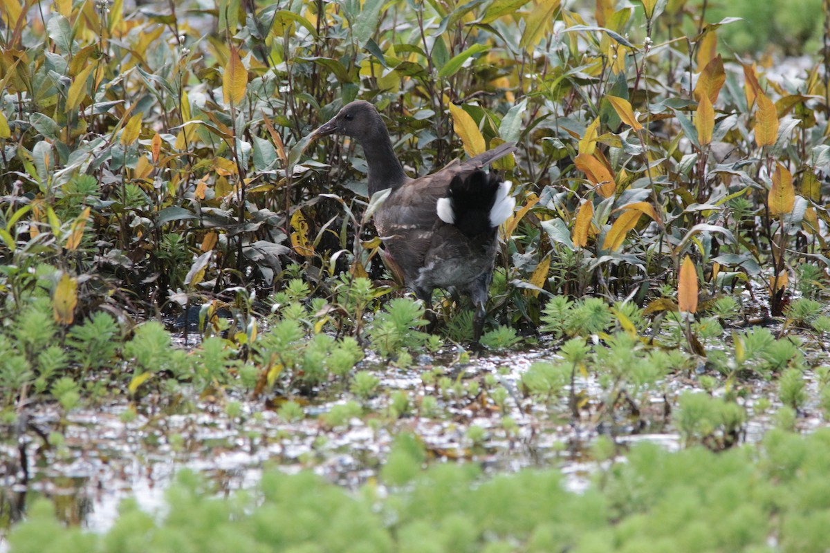 Dusky Moorhen - ML435145771