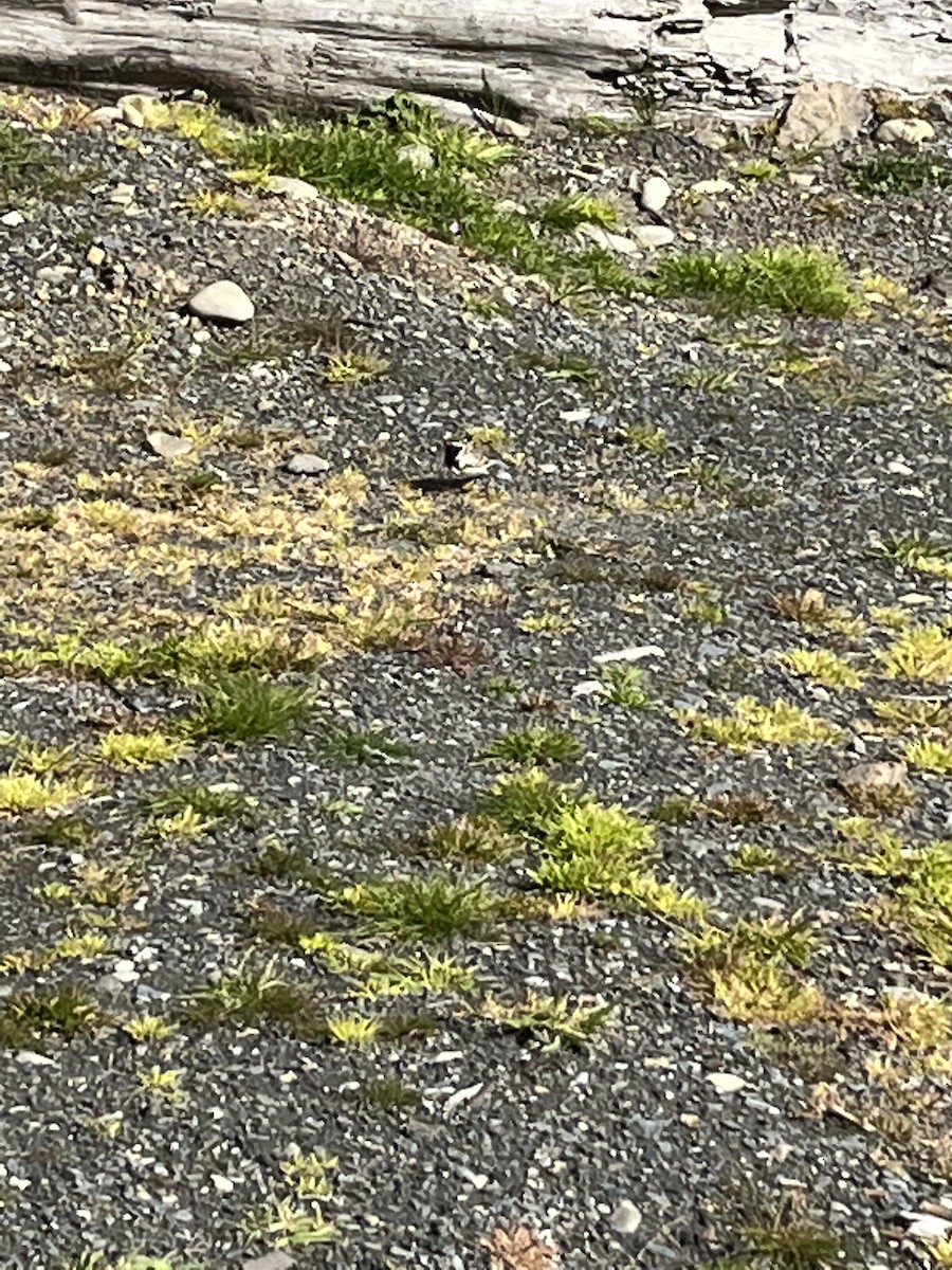 Lapland Longspur - ML435146341