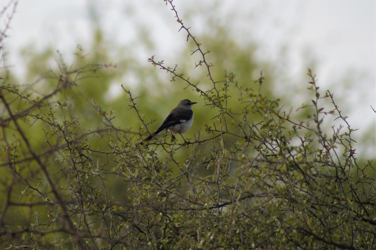 Northern Mockingbird - ML435149681