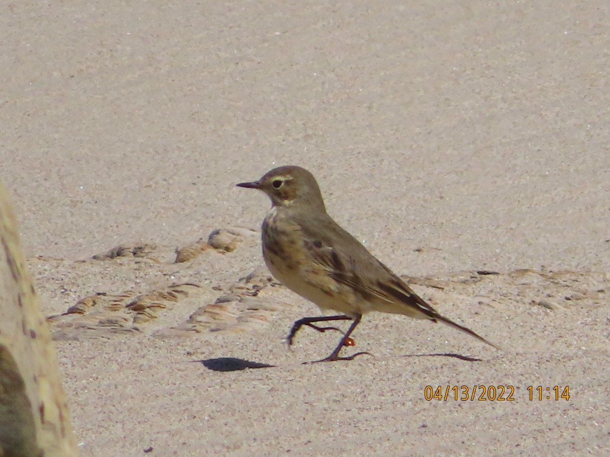 American Pipit - ML435149781