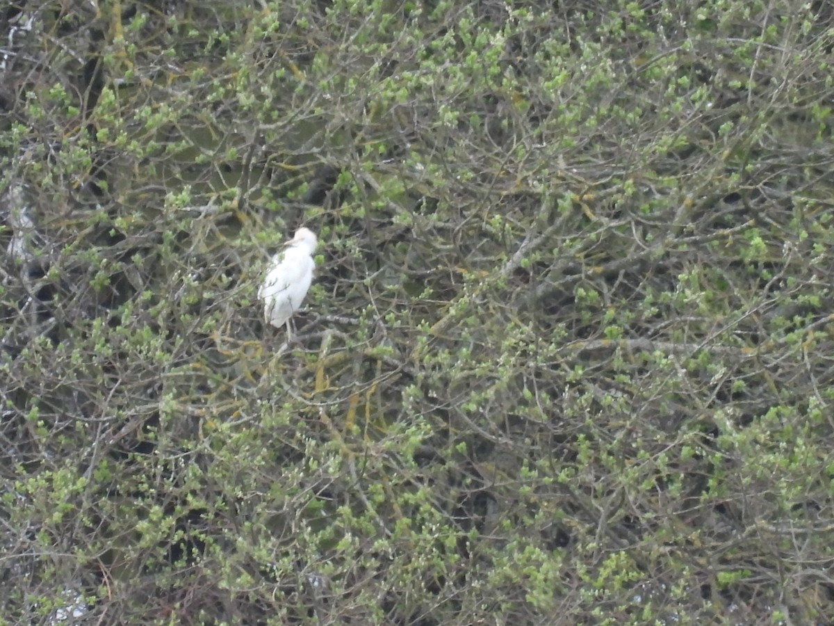 Western Cattle Egret - ML435149891