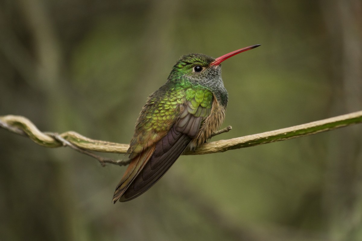 Buff-bellied Hummingbird - ML43515271