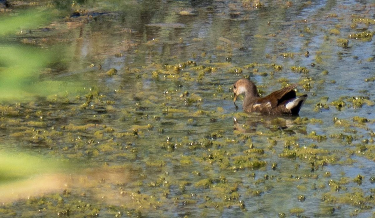 Eurasian Moorhen - ML435152801