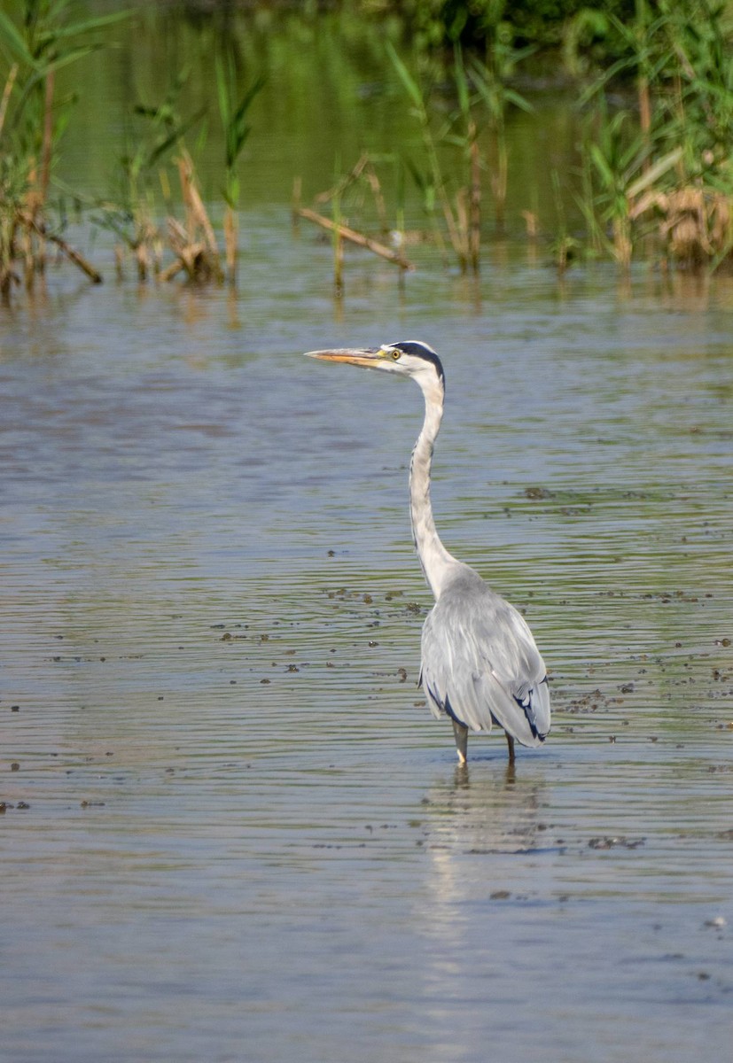 Gray Heron - ML435153051