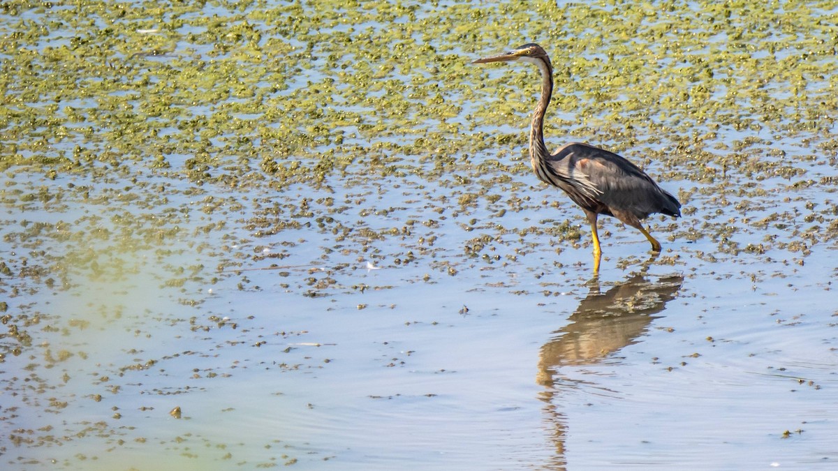 Purple Heron - Matt M.