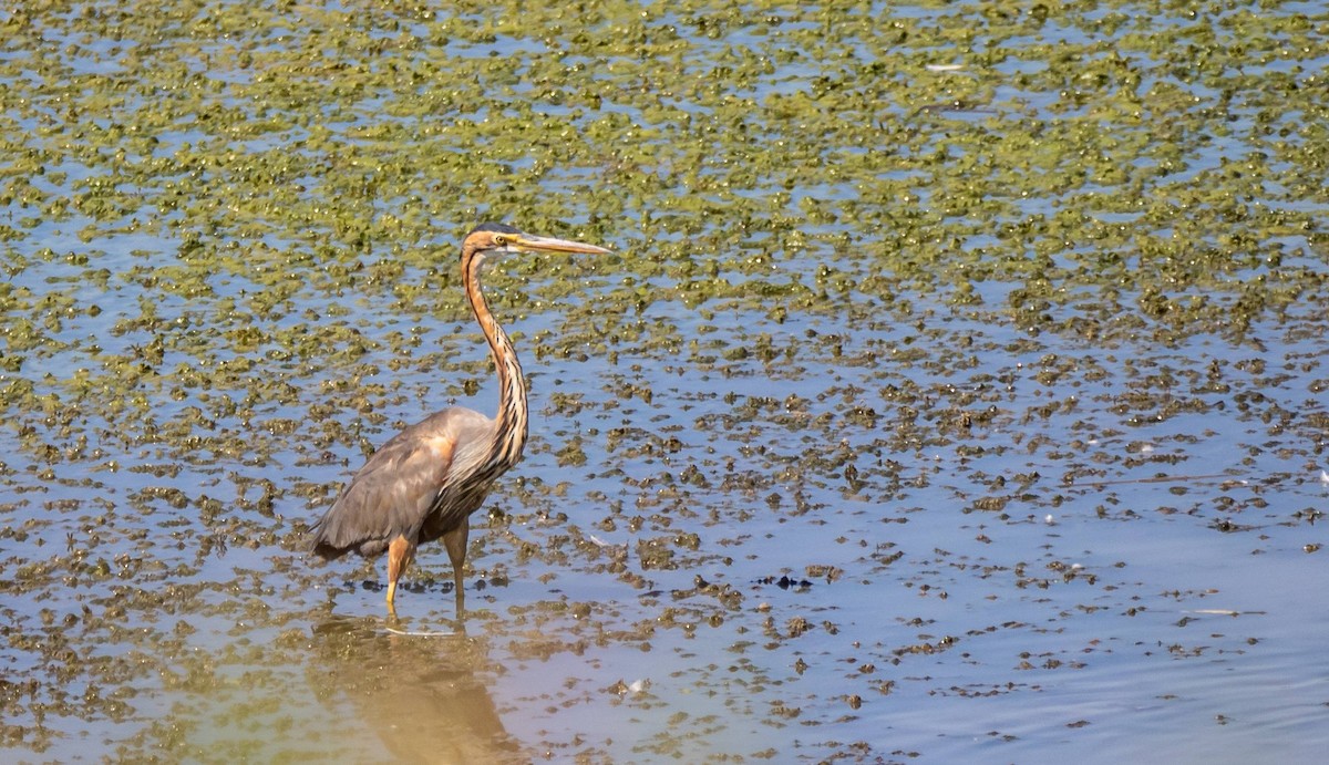 Purple Heron - ML435153301