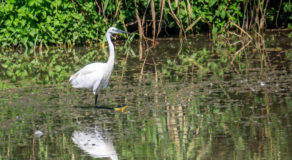 Little Egret - ML435153521