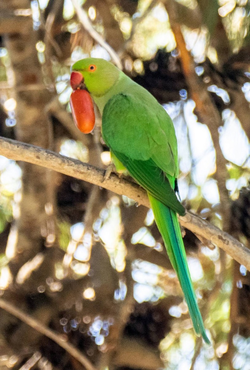 Rose-ringed Parakeet - Matt M.