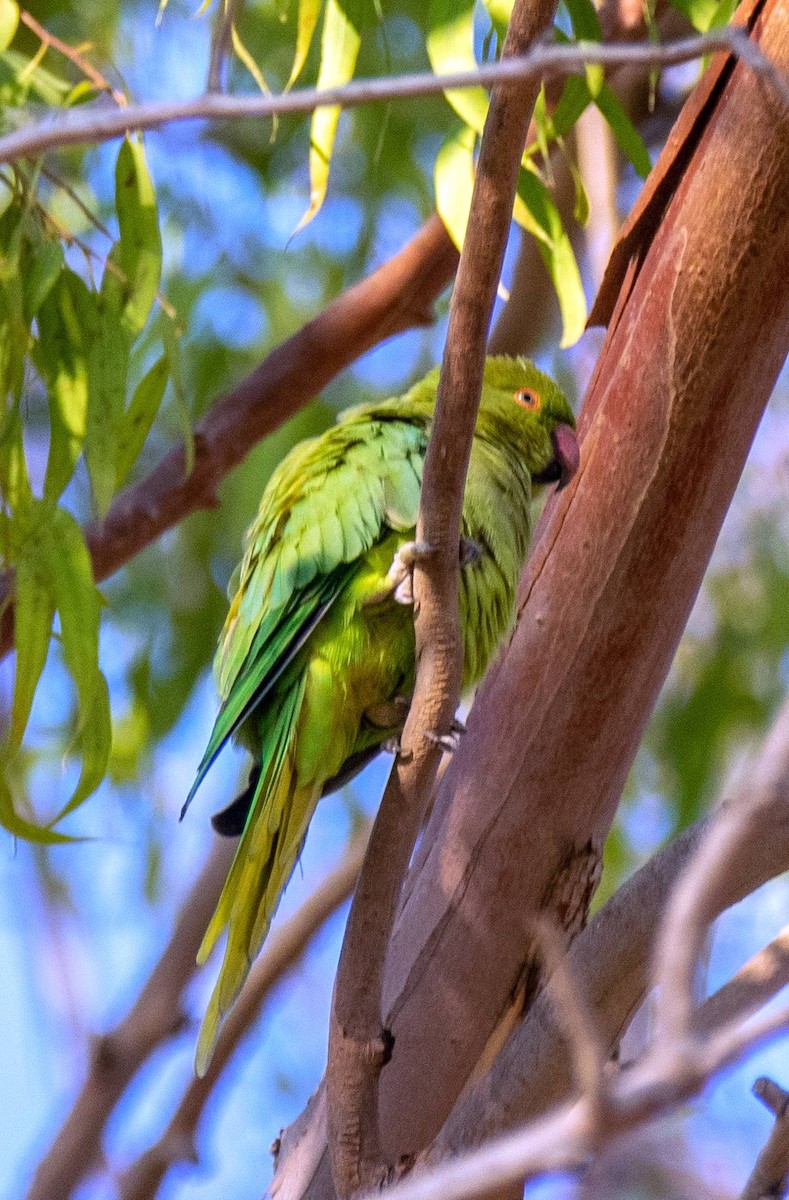 Rose-ringed Parakeet - ML435155421