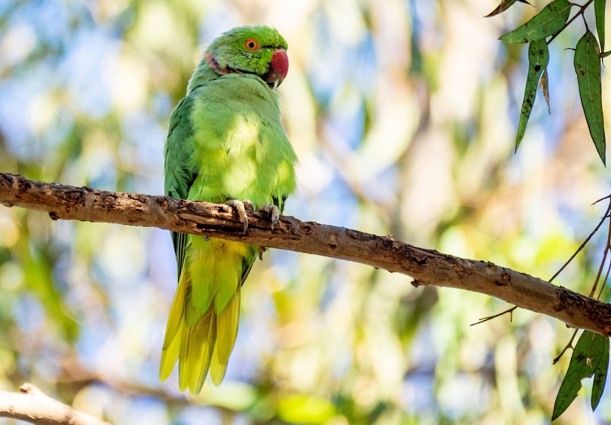 Rose-ringed Parakeet - ML435155431