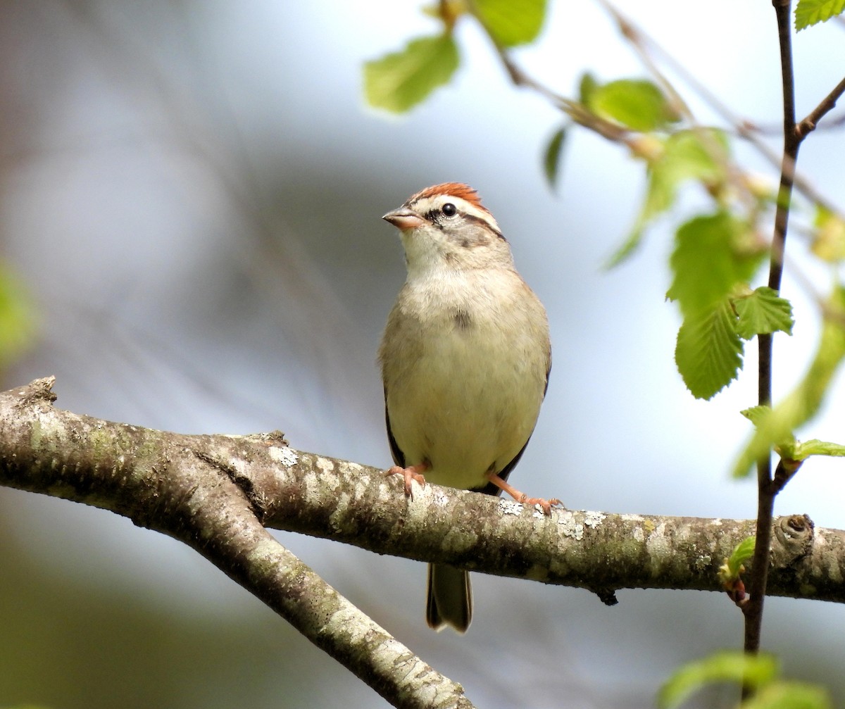 Chipping Sparrow - ML435156071