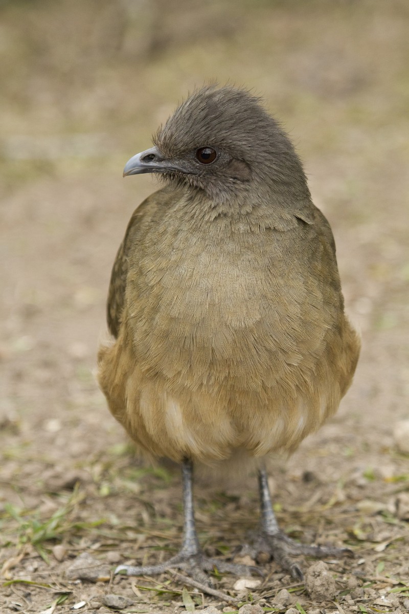 Plain Chachalaca - Liam Wolff