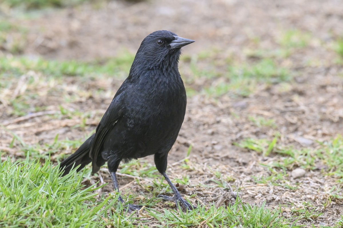 Austral Blackbird - ML435156611