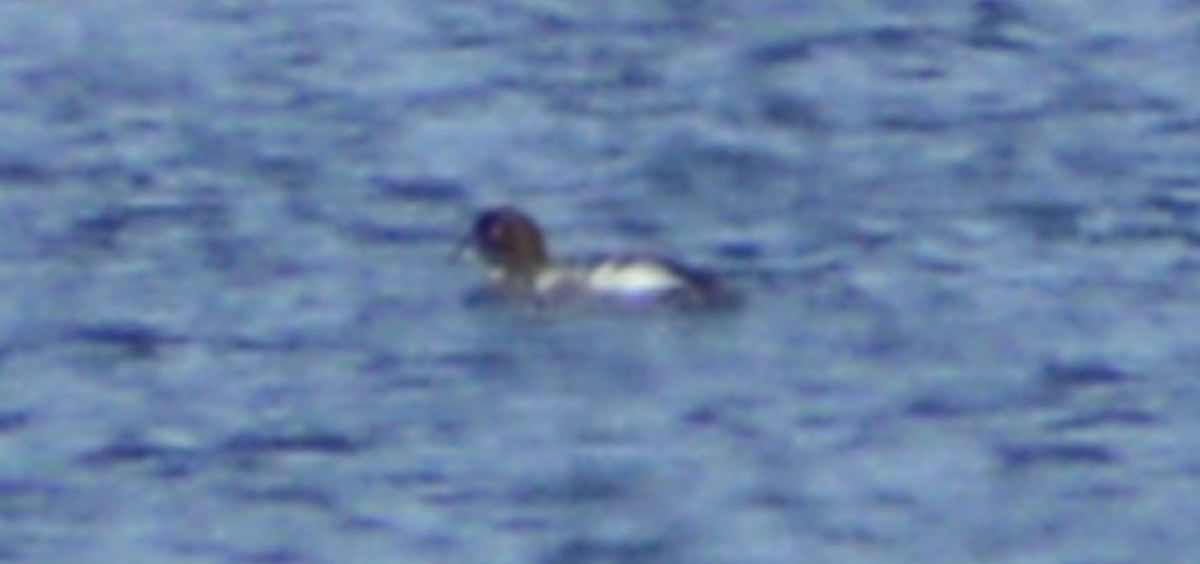 Common Goldeneye - ML435158041