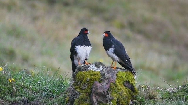 Caracara montagnard - ML435158681