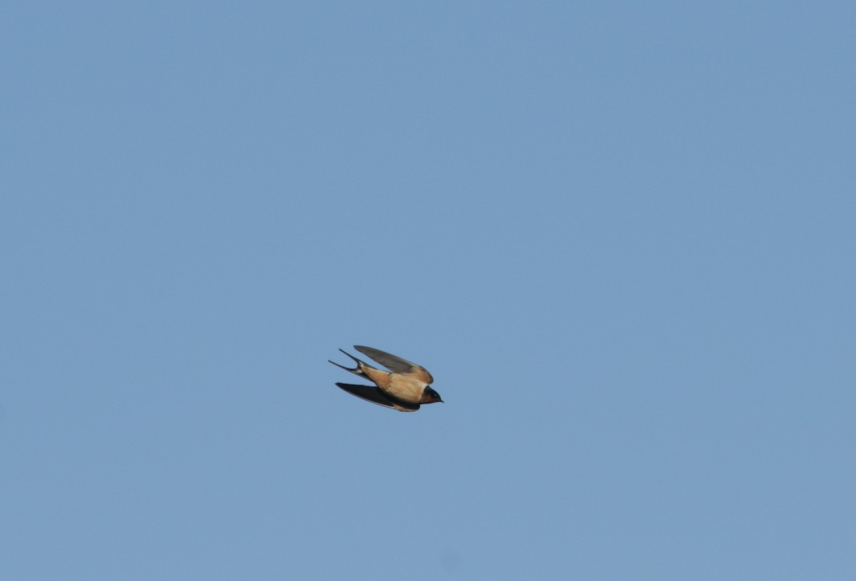 Barn Swallow - ML435159491