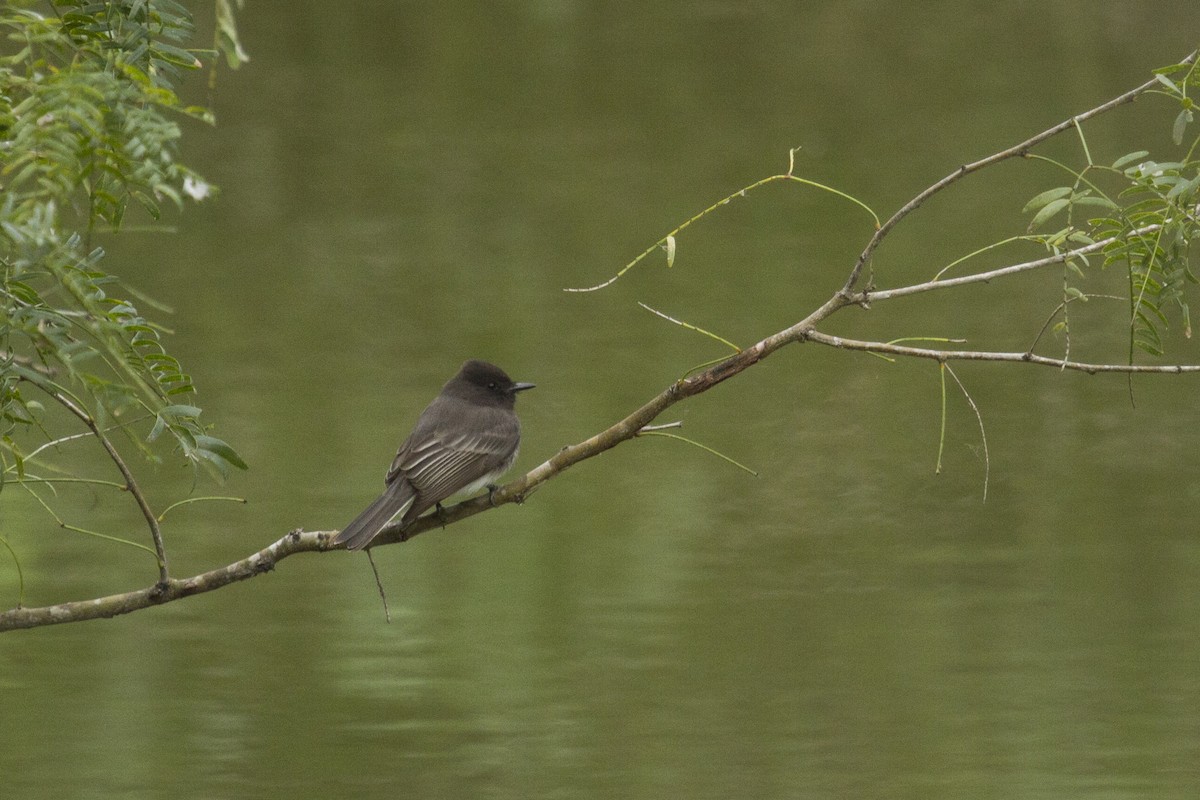 Black Phoebe - Liam Wolff