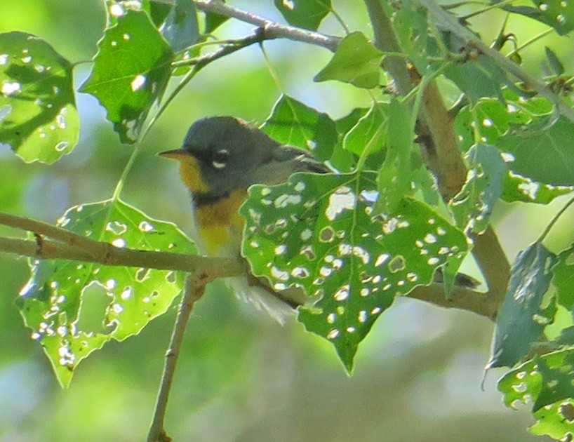 Northern Parula - ML435161631
