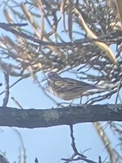 Vesper Sparrow - ML435162151