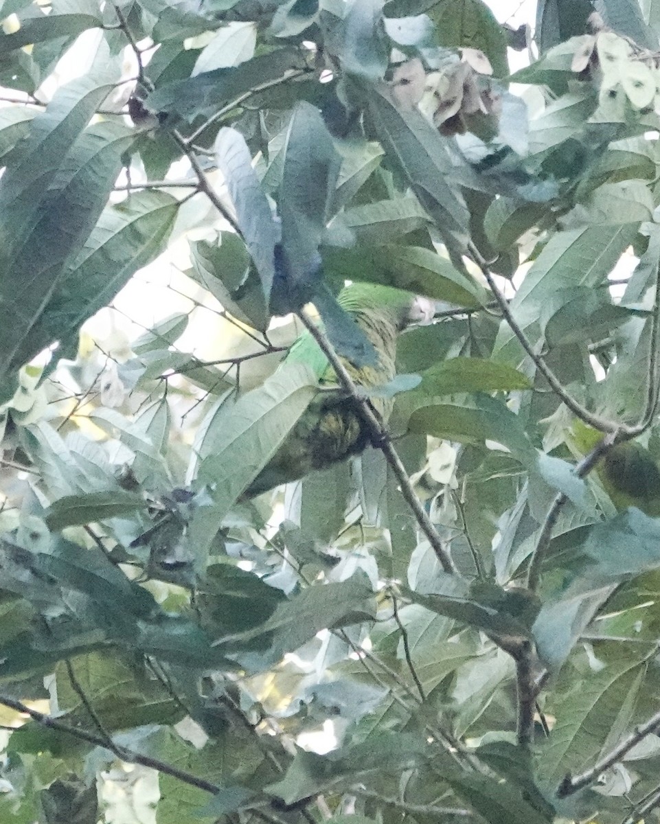 Olive-throated Parakeet - ML435162201
