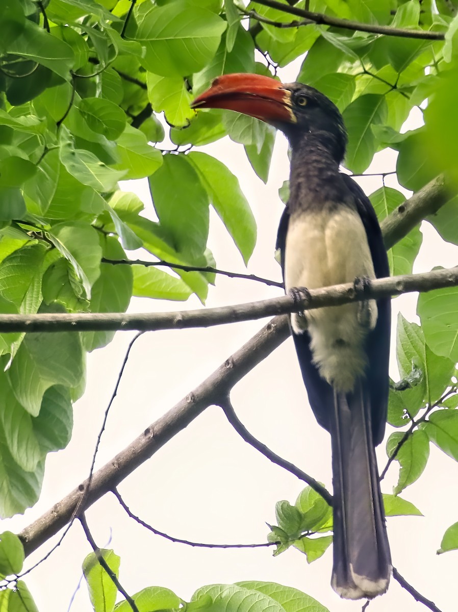 Crowned Hornbill - ML435162571