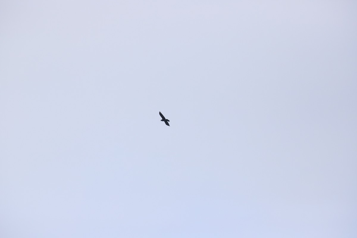 Common Raven - ML435163441