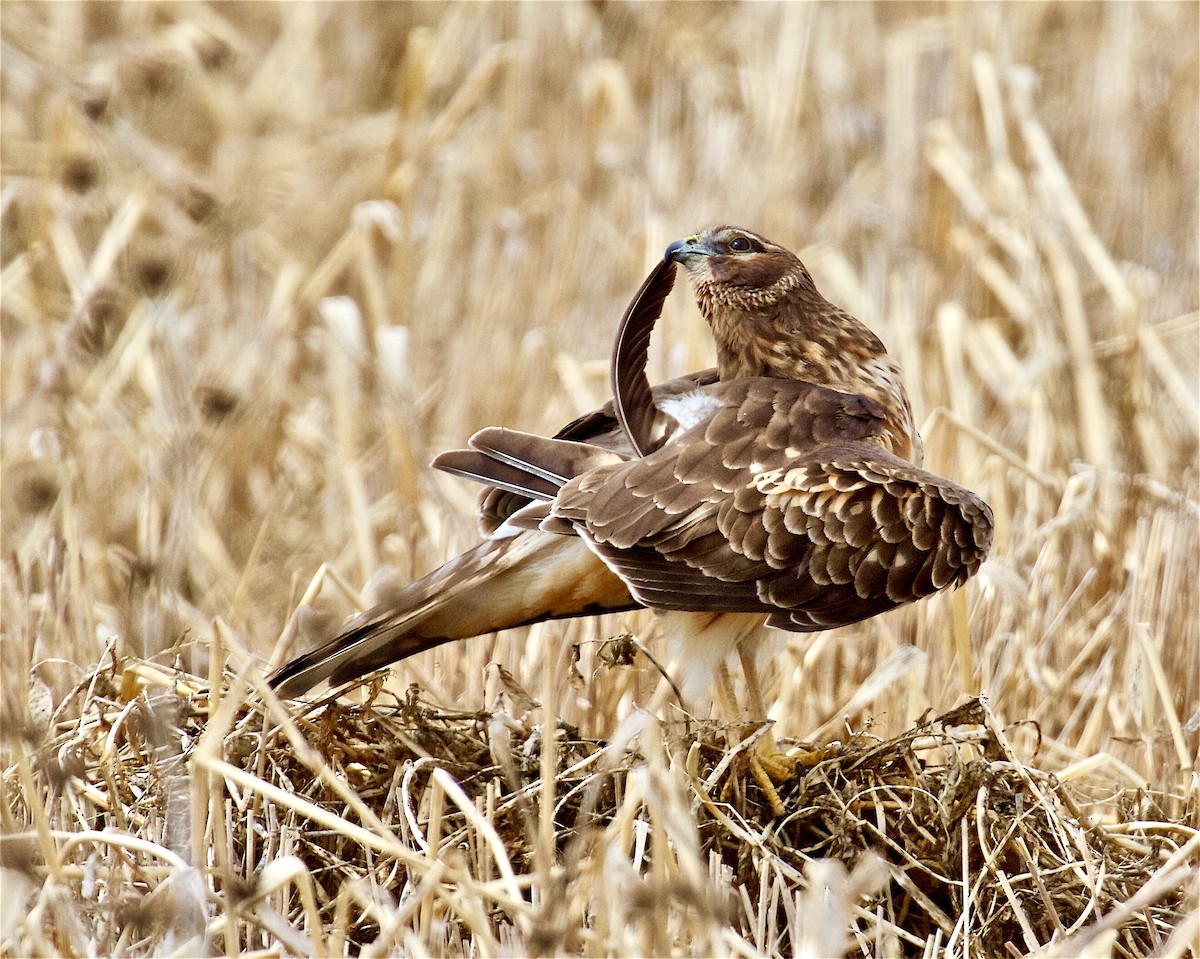 Northern Harrier - Jack & Holly Bartholmai