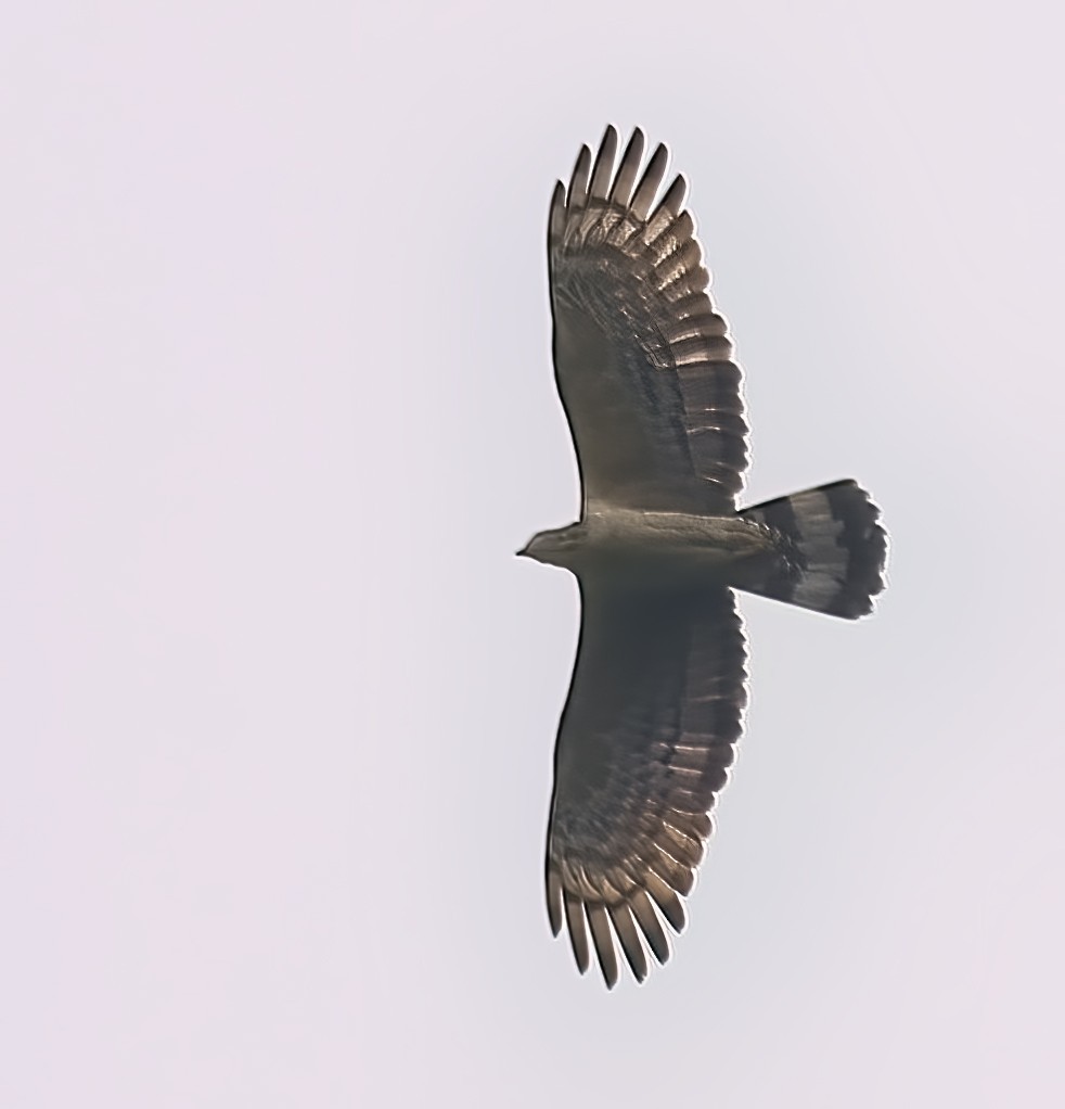 Fasciated Snake-Eagle - ML435170041