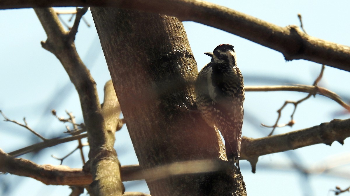 Yellow-bellied Sapsucker - ML435170711