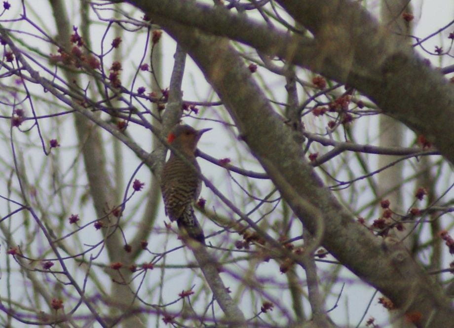 Northern Flicker - ML435171401